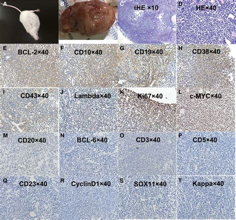 Transplantation of FL‐SJC cells into SCID mice. A, The SCID mouse that... | Download Scientific ...