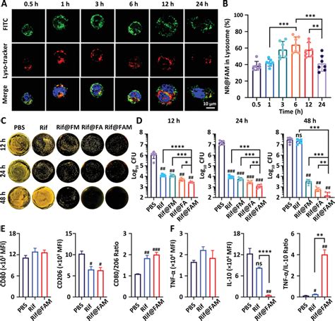 Intracellular Antibacterial Activity A Co‐localization Confocal