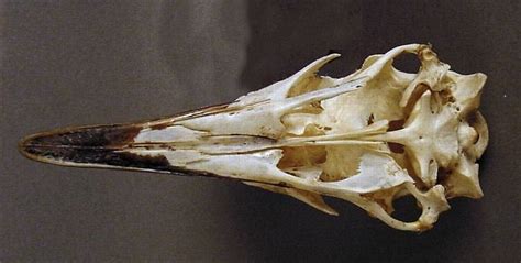 Cassowary Skeleton