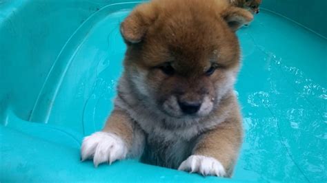 Training Shiba inu puppies to get use to water at a young age - YouTube