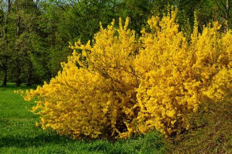 12 Versatile Yellow Flowering Shrubs Youll Love For Bold Garden Colour