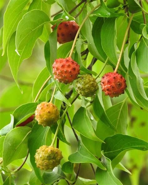 Is Kousa Dogwood Fruit Edible? Fruit Benefits With Toxicity