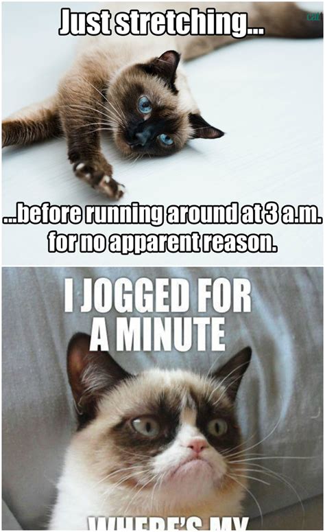 Grumpy Cat Quotes Funny Grumpy Cat Memes Funny Friday Memes Cat Images