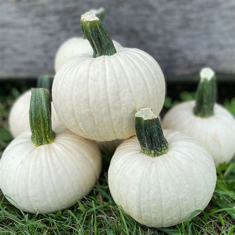 Pumpkin Icicle F1 Seed Harris Seeds