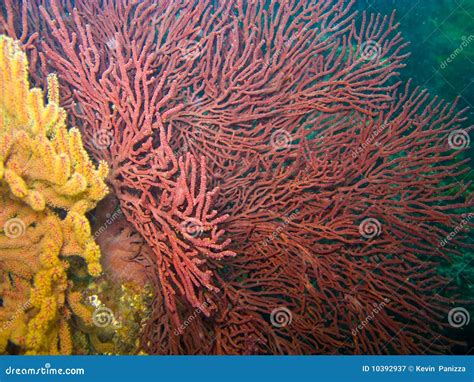 Gorgonian Sea Fan And Soft Coral In Catalina Stock Image Image Of