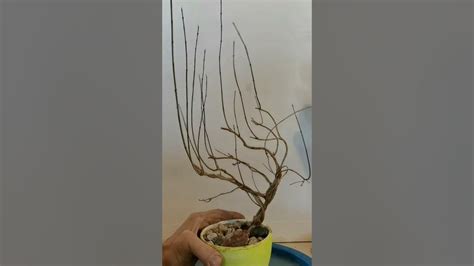 С наступающим Новым годом! #бонсай #гранат #бонсайвидео #как - YouTube