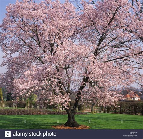 Rhs Wisley Surrey Flowering Cherry Tree Prunus Avium Plena Stock Photo