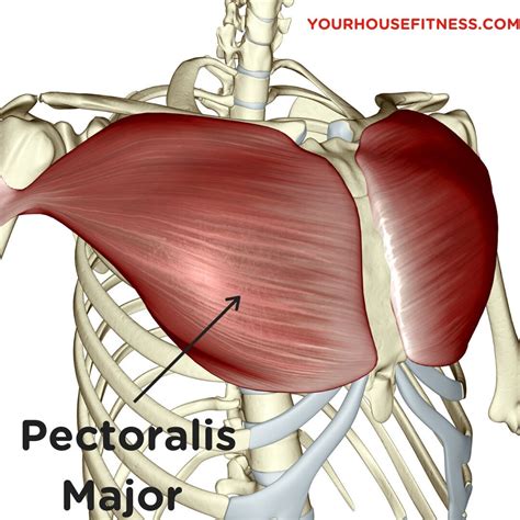Muscle Breakdown: Pectoralis Major | Your House Fitness