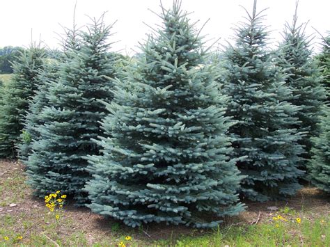 Blue Spruce Alchetron The Free Social Encyclopedia