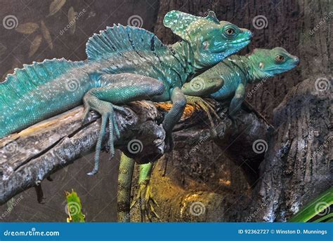 de basilisk van plumed stock afbeelding image  baan