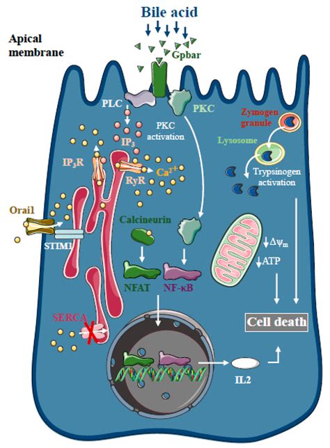 Ijms Free Full Text Intracellular Ca Signalling In The