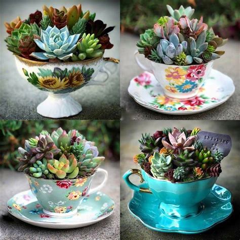 Tea Cup Designs Succulent Landscaping Succulent Gardening Succulent