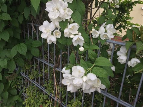 Happy Fence Friday Wei Er Jasmin Am Zaun Flickr