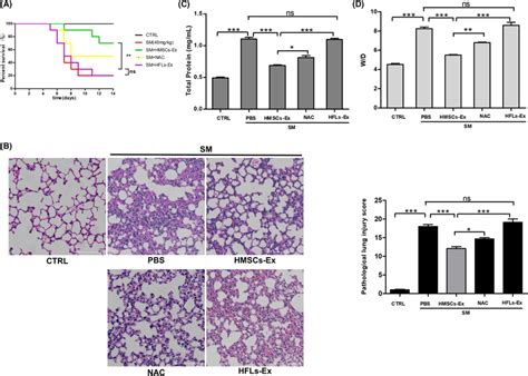 HMSCsEx Rescued SMinduced Lung Injury In Vivo A Survival Curves Of