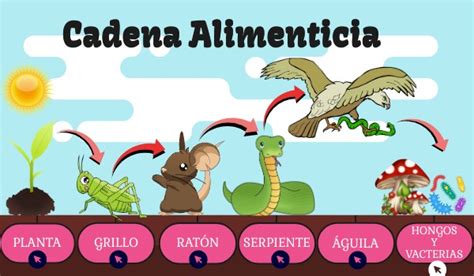 Cadena Alimenticia