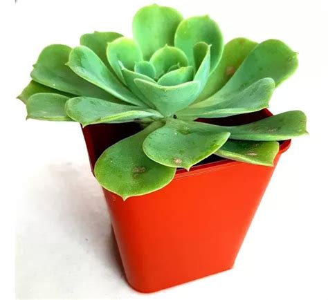 Macetas Cuadradas Ideal Para Cactus Y Suculentas X Cm En Venta