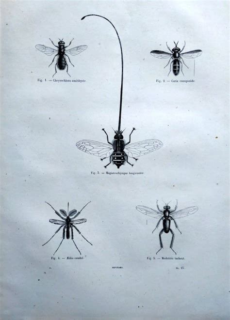 Antique Flies Engraving Original Diptera French Print Insects