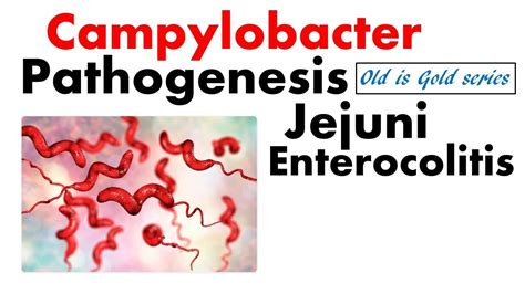 Campylobacter Jejuni Cartoon