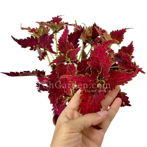 Coleus Red Toh Garden Singapore Orchid Plant And Flower Grower