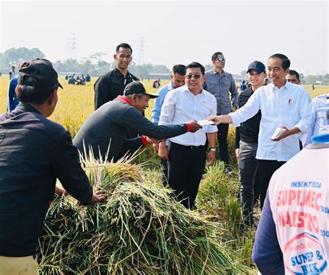 Panen Raya Semester Kedua Jokowi Cadangan Beras Nasional Diharapkan