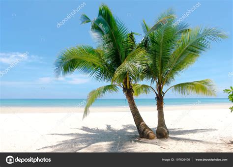 Amazing Double Coconut Palm Tree Beautiful Tropical Beach Blue Sky