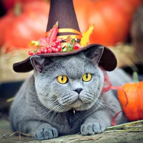 Cats in Costume? What to Know Before You Dress Up Your Cat | Schertz ...