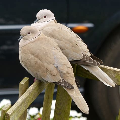 Turtle Doves Thank You I Love It