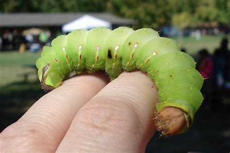 Big Green Caterpillars In Ohio