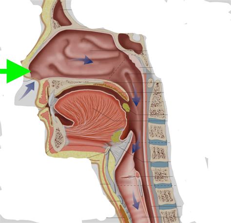 Airway anatomy Flashcards | Memorang