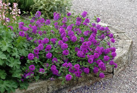 Verbena Homestead Purple 1gal - Cofer's Home & Garden