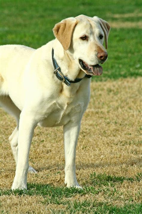 Golden Lab Stock Photo Image Of Facial Doggie Friend 9210980