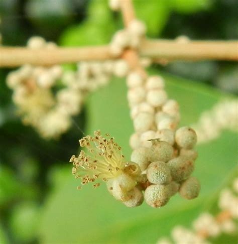 Mallotus paniculatus (Turn-in-the-wind)