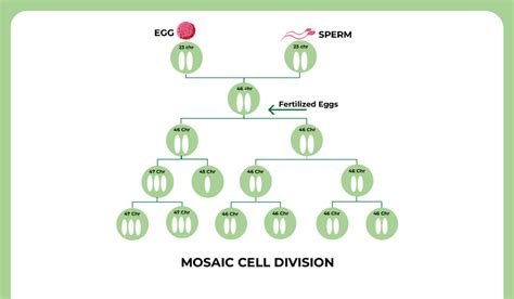 Mosaic Down Syndrome: Causes, Symptoms, Diagnosis, And Treatment