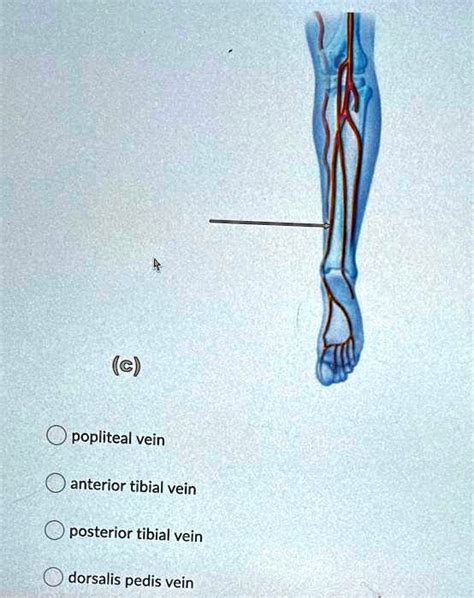 Solved C Popliteal Vein Anterior Tibial Vein Posterior Tibial Vein Dorsalis Pedis Vein