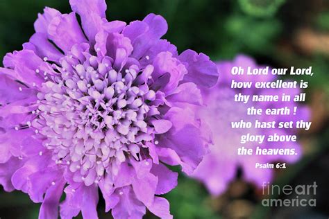 Pin Cushion Flowers Bible Verse Psalm 6 1 Photograph By Dee Leah G