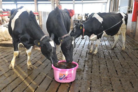 Dairy Herd Fertility And Milk Uplifts After Crystalyx Introduced