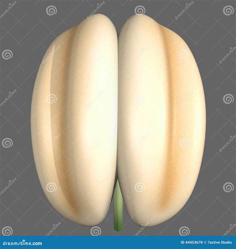 Structure of stamen stock illustration. Illustration of flora - 44453678
