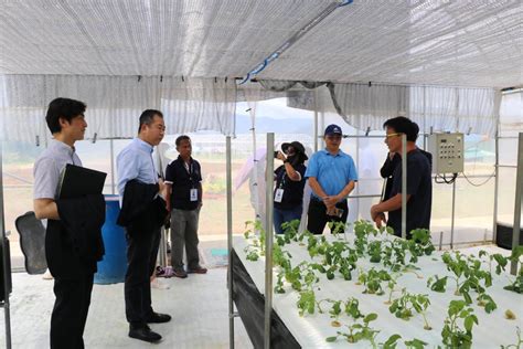 Pia Korean Ambassador Visits Da 10s Smart Greenhouse Project