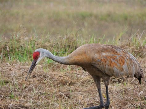 Grass Lake Sandhill Crane My Bird Of The Day