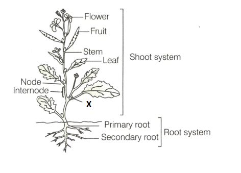 Draw A Welllabelled Diagram Of Flowering Plant Write Briefly About Its