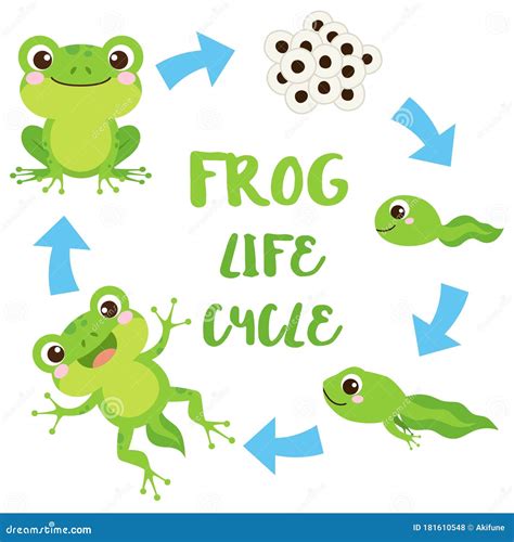 Life Cycle Of Frog Vector Illustration 59589478