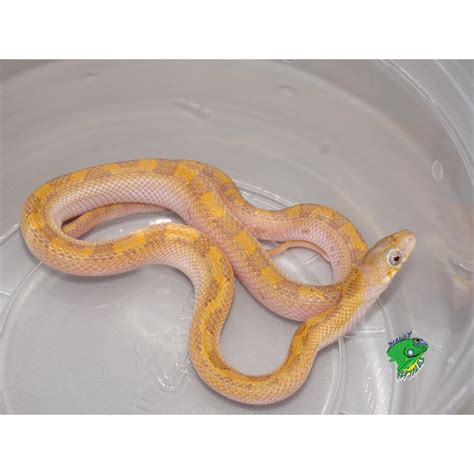 Hypo Licorice Yellow Rat Snake - baby - Strictly Reptiles