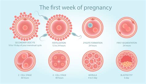 How Do You Choose The Best Blastocyst For Transfer Fertility Centers