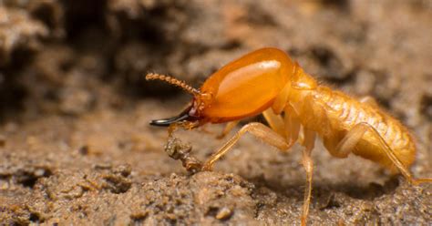 Réchauffement climatique l impact des termites sur la planète est