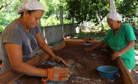 Producción Del Cacao En Honduras Aumenta 10 Esta Temporada Diario RoatÁn