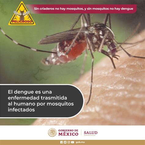 SSalud Tabasco on Twitter Qué es el dengue Es una infección