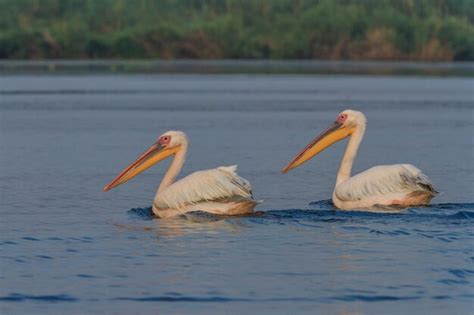 Pel Canos Blancos Pelecanus Onocrotalus Foto Premium