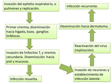 Virus Varicela Zóster