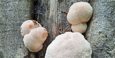 Lion S Mane Season When Do They Grow Mushroomstalkers