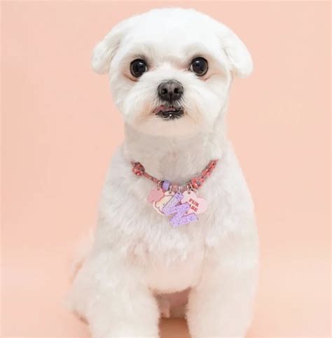 The Art of Maltese Haircuts: 12 Styles to Transform Your Furry Companion - Rocky Kanaka